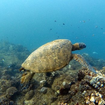 Bubbles Below Scuba Charters, Inc - Big ol' honu - Boating Near Me - Eleele, Hawaii
