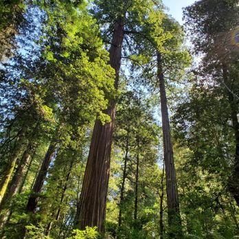 Jedediah Smith Redwoods State Park - Parks Near Me