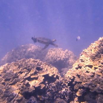 Humpback Divers - Scuba Diving Near Me Humpback Divers - Scuba Diving Near Me