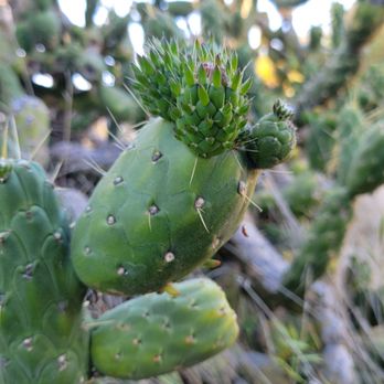 Kate O Sessions Cactus Garden - Parks Near Me - San Diego, California Kate O Sessions Cactus Garden - Parks Near Me - San Diego, California