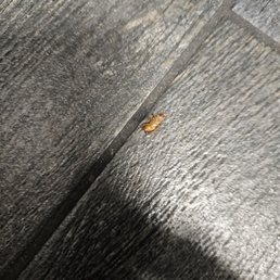 Where there is one cockroach there is many.