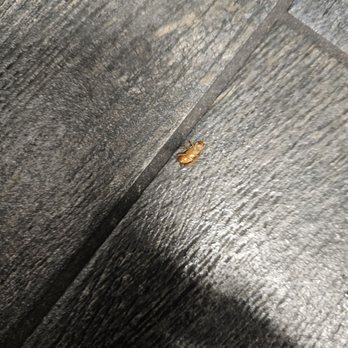 T4 Folsom - Where there is one cockroach there is many. - Bubble Tea Near Me - Folsom, California