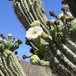 Kris Eggle Visitor Center - Saguaro Blossoms
