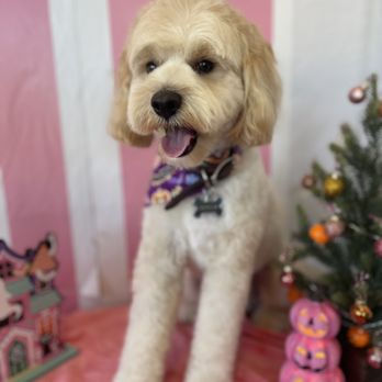Selene’s 4 Little Paws - Pet Groomers Near Me Selene’s 4 Little Paws - Pet Groomers Near Me
