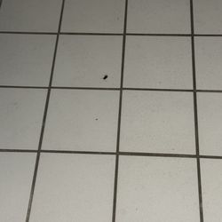 French Lick Springs Villa - Dead bugs in entrance.