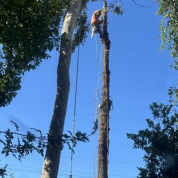Corona's Tree Service - Corona gets it done one safe step at a time - Tree Services Near Me - Ventura, California Corona's Tree Service - Corona gets it done one safe step at a time - Tree Services Near Me - Ventura, California