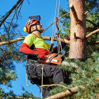 Castor Tree Care - Photo - Tree Services Near Me - Toronto, Ontario Castor Tree Care - Photo - Tree Services Near Me - Toronto, Ontario