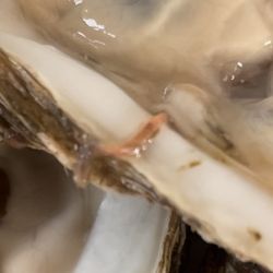 Bahia Fish Market - The worms were literally crawling out of the oyster