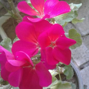 McDonald's - a pink gerania in a pot - Fast Food Near Me - Doniphan, Missouri McDonald's - a pink gerania in a pot - Fast Food Near Me - Doniphan, Missouri