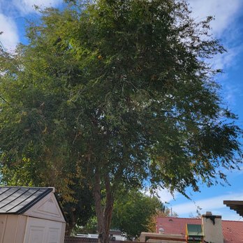 Pedro Lopez Tree Services - Before - Tree Services Near Me - Palmdale, California Pedro Lopez Tree Services - Before - Tree Services Near Me - Palmdale, California
