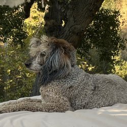 Fillmore Animal Hospital