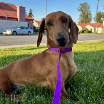 AAA Puppy Dogs - My handsome boy - Pet Breeders Near Me - Maricopa, California AAA Puppy Dogs - My handsome boy - Pet Breeders Near Me - Maricopa, California