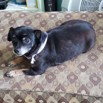 Poodleland Dog Grooming - Daisy in her summer cut - Pet Groomers Near Me - Bellflower, California