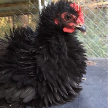 Meyer Hatchery - Frizzy (Black Frizzle) all grown up! - Ranches Near Me - Polk, Ohio