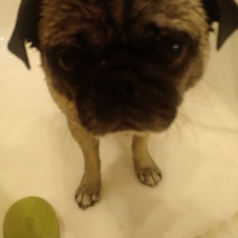 Sbarkles - Are we done yet? - Pet Stores Near Me - Folsom, California Sbarkles - Are we done yet? - Pet Stores Near Me - Folsom, California