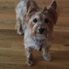 Trim Up The Pup gift card