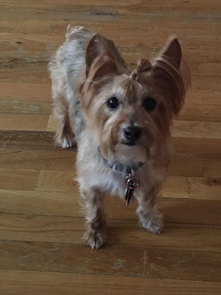 TRIM UP THE PUP Updated August 2024 33 Reviews Forest Hills, New