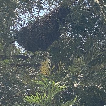 Associated Exterminators - Bee's nest in our backyard - Pest Control Near Me - Orange, California