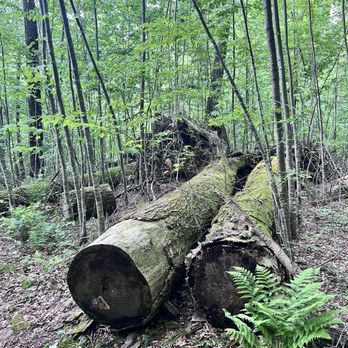 Ricketts Glen State Park - The felled trees were huge - Parks Near Me - Benton, Pennsylvania