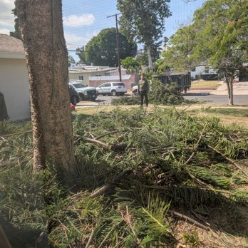 Affordable Tree Care - Tree Services Near Me