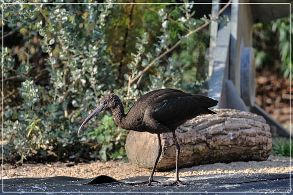 Parc zoologique de Paris by null