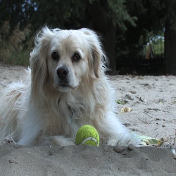 Angies Dogs - Dog Walkers Near Me - Toronto, Ontario Angies Dogs - Dog Walkers Near Me - Toronto, Ontario