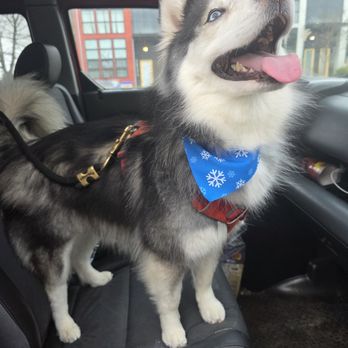 Pups-A-Daisy - Very proud of herself - Pet Sitting Near Me - Seattle, Washington