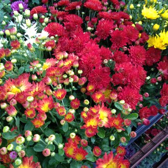 Vanguard Nursery - Nurseries & Gardening Near Me - White Salmon, Washington Vanguard Nursery - Nurseries & Gardening Near Me - White Salmon, Washington