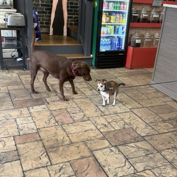 Java Dog Coffee House - ADORABLE meet up happening lol - Coffee & Tea Near Me - Wilmington, North Carolina