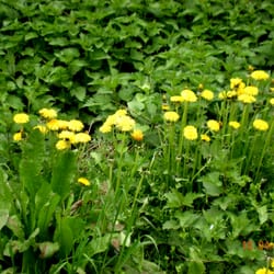 Spaziergang durch den Bad Breisiger Wald