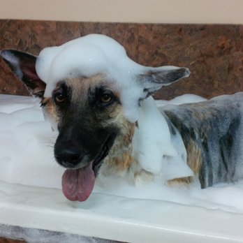 PetsCool - Hunter is enjoying the Lux Doggie Hot tub SPA - Pet Sitting Near Me - Barrie, Ontario