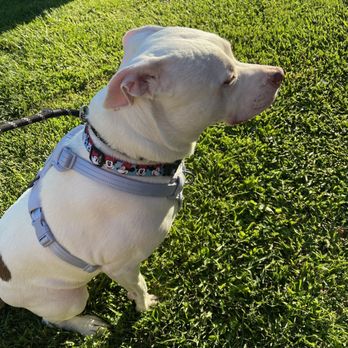 Patches Playground N' More - Pet Sitting Near Me