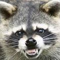 Affordable Wildlife Removal - mad raccoon