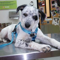 Advanced Veterinary Care
