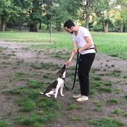 Working on our recall. Dani had her obeying "sit", "stay", and "come" within (literally) minutes!