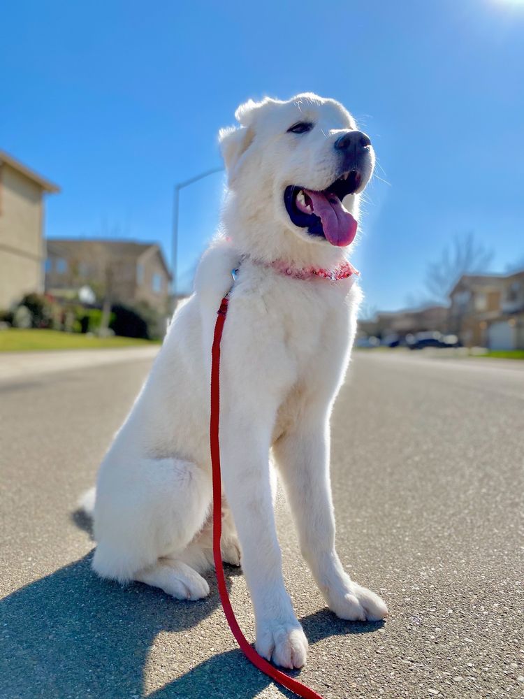 ALLEN’S PET RESORT Updated October 2024 39 Photos & 48 Reviews 3910 E Morse Rd, Lodi