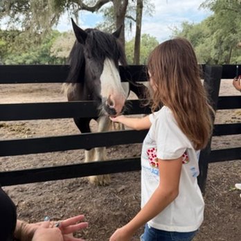 Gypsy Gold Horse Farm - My little girl feeding the gentle horses. - Walking Tours Near Me - Ocala, Florida