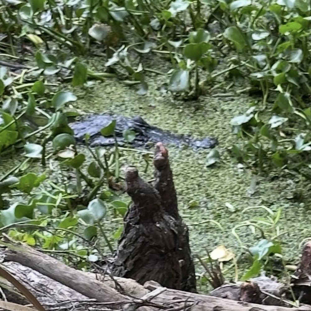 Black Bear Wilderness Area - Hiking Near Me - Sanford, Florida