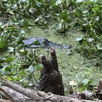Black Bear Wilderness Area - Hiking Near Me - Sanford, Florida