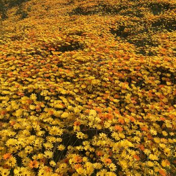 Heart Rock - Super blooms on the way - Hiking Near Me - Crestline, California
