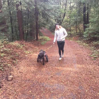 Who's Your Walkie? - Betty on Who's Your Walkie? hike in Henry Cowell. - Dog Walkers Near Me Who's Your Walkie? - Betty on Who's Your Walkie? hike in Henry Cowell. - Dog Walkers Near Me