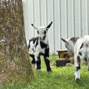 Snowbird Farm & Cidery - Baby goats - Cideries Near Me - Montesano, Washington Snowbird Farm & Cidery - Baby goats - Cideries Near Me - Montesano, Washington