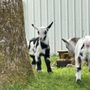 Photo of Snowbird Farm & Cidery