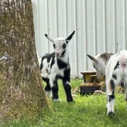 Snowbird Farm & Cidery - Baby goats