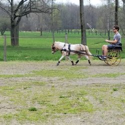 Northland Farm - The husband driving out in their outdoor ring that has ringside seating and some really nice footing!
