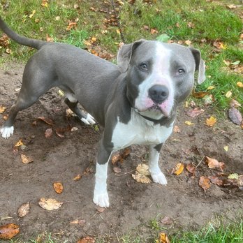 Best Pet Care - Pet Boarding Near Me - Williamston, Michigan Best Pet Care - Pet Boarding Near Me - Williamston, Michigan