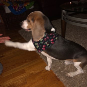 Bark Bath & Beyond - Love the holiday bandanna - Pet Groomers Near Me - Ronkonkoma, New York