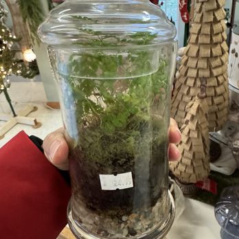 Michaleen's Florist & Greenhouse - coming back for one of these - Nurseries & Gardening Near Me - Ithaca, New York Michaleen's Florist & Greenhouse - coming back for one of these - Nurseries & Gardening Near Me - Ithaca, New York