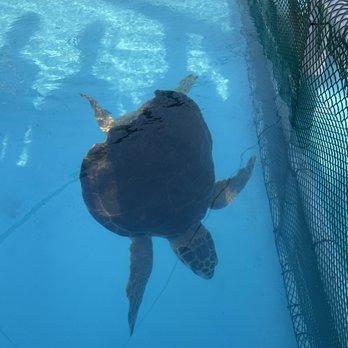 The Turtle Hospital - Veterinarians Near Me - Marathon, Florida