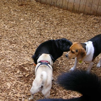 West Seattle Doghouse Daycare - Pug party! - Pet Sitting Near Me West Seattle Doghouse Daycare - Pug party! - Pet Sitting Near Me